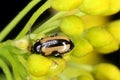 Phyllotreta nemorum, the turnip flea beetle or yellow-striped flea beetle - a pest of Brassica oleracea, B. rapa and B. napus.