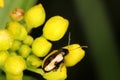 Phyllotreta nemorum, the turnip flea beetle or yellow-striped flea beetle - a pest of Brassica oleracea, B. rapa and B. napus.