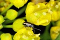 Phyllotreta nemorum, the turnip flea beetle or yellow-striped flea beetle - a pest of Brassica oleracea, B. rapa and B. napus.