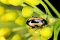 Phyllotreta nemorum, the turnip flea beetle or yellow-striped flea beetle - a pest of Brassica oleracea, B. rapa and B. napus.