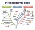 Phylogenetic tree, phylogeny or evolutionary classification outline diagram