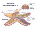 Phylum echinodermata or starfish anatomy with inner structure outline diagram