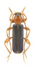 Phymatodes testaceus male Royalty Free Stock Photo
