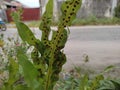 Phymatosorus scolopendria belongs to the Polypodiaceae family. This nail has a round rhizome that is slender and green