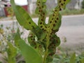 Phymatosorus scolopendria belongs to the Polypodiaceae family. This nail has a round rhizome that is slender and green