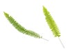 Phymatosorus scolopendria commonly called monarch fern
