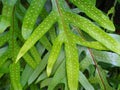 Phymatosorus scolopendria, monarch fern, musk fern, maile-scented fern, wart fern Royalty Free Stock Photo