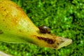 (Physa acuta) Gastropod mollusk, an invader in the south of Ukraine on a leaf of a floating plant Royalty Free Stock Photo