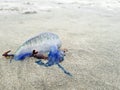 Portuguese man of war blue jellyfish stranded on the beach
