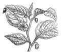 Physalide Peru Physalis peruviana, vintage engraving