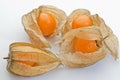 Physalis