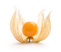 Physalis