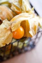 Physalis Royalty Free Stock Photo