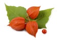 Physalis