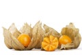 Physalis