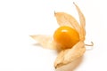 Physalis