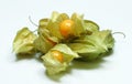 Physalis Royalty Free Stock Photo