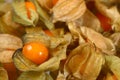 Physalis