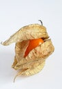 Physalis Royalty Free Stock Photo