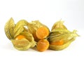 Physalis