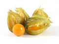 Physalis