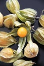 Physalis agriculture Sao Paulo Brasil Royalty Free Stock Photo