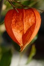 Physalis alkekengi Royalty Free Stock Photo