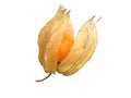 Physalis alkekengi (Bladder cherry, Chinese lantern) Royalty Free Stock Photo