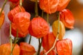 Physalis alkekengi or bladder cherry Royalty Free Stock Photo