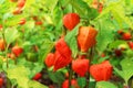 Physalis alkekengi, bladder cherry close-up shrub plant in bright orange red colors Royalty Free Stock Photo