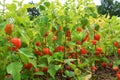 Physalis alkekengi, bladder cherry close-up shrub plant in bright orange red colors Royalty Free Stock Photo