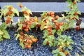 Physalis alkekengi, bladder cherry close-up shrub plant in bright orange red colors.