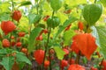 Physalis alkekengi, bladder cherry close-up shrub plant in bright orange red colors Royalty Free Stock Photo