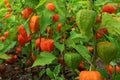Physalis alkekengi, bladder cherry close-up shrub plant in bright orange red colors Royalty Free Stock Photo