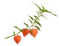 Physalis alkekengi branch Royalty Free Stock Photo