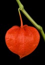 Physalis Alkekengi, Chinese lantern on Black Background