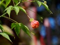 Physalis alkekengi Chinese lantern flower Royalty Free Stock Photo