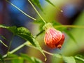 Physalis alkekengi Chinese lantern flower Royalty Free Stock Photo