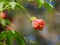 Physalis alkekengi Chinese lantern flower Royalty Free Stock Photo