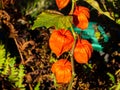 Physalis alkekengi Chinese lanterns fruit on stem autumn macro, selective focus, shallow DOF Royalty Free Stock Photo