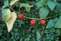 Physalis alkekengi fruit with the red husk. Berlin, Germany Royalty Free Stock Photo