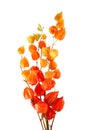 Physalis alkekengi isolated on white background. Branches of Chinese Lantern Royalty Free Stock Photo