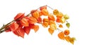 Physalis alkekengi isolated on white background. Branches of Chinese Lantern Royalty Free Stock Photo