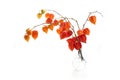 Physalis alkekengi isolated on white background. Branches of Chinese Lantern Royalty Free Stock Photo