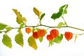 Physalis alkekengi isolated on white background. Branches of Chinese Lantern Royalty Free Stock Photo