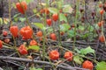 Physalis alkekengi orange flowers, also known as Chinese Lantern, or Winter Cherry, in the autumn garden. Popular ornamental plant Royalty Free Stock Photo