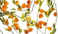 Physalis alkekengi plant Isolated on white background Royalty Free Stock Photo