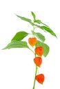 Physalis alkekengi plant Isolated on white Royalty Free Stock Photo