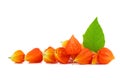 Physalis alkekengi plant Isolated on white Royalty Free Stock Photo
