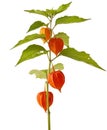 Physalis alkekengi plant